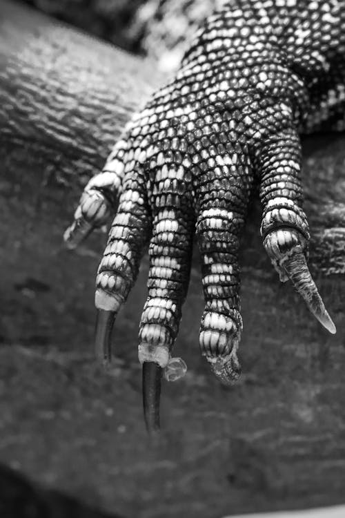 Grayscale Photo of Monitor Lizard's Arm