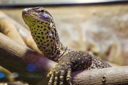 Free Captivating close-up of a monitor lizard resting on a branch with detailed texture and patterns. Stock Photo