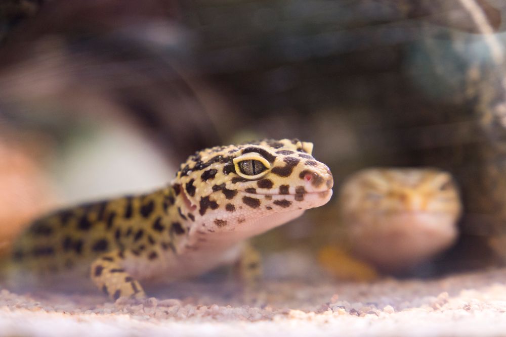 Leopardgecko Auge geschwollen: Häutungsrest, Infektion oder Vitamin-A-Mangel? - 1