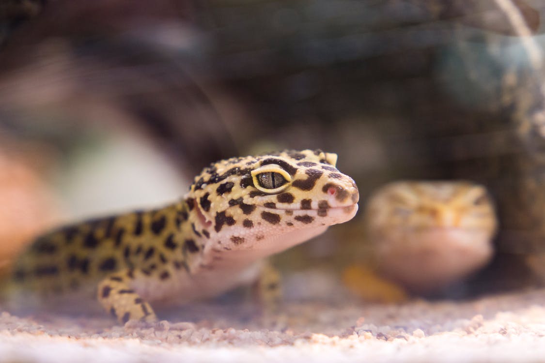 Free Close-up Photography of Black and Brown Lizard Stock Photo