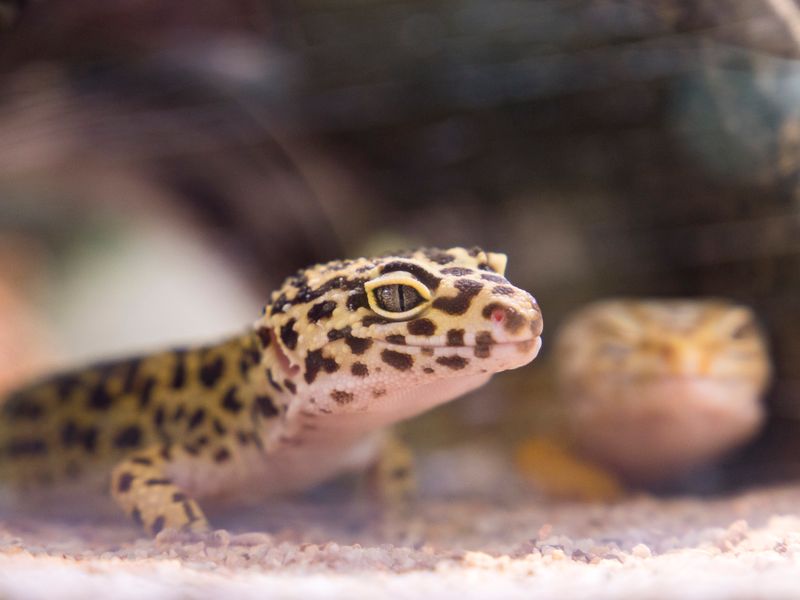 Leopard Gecko — Mack Snow Bell Albino female, CB 2024