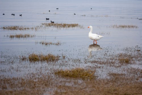動物攝影, 沼澤, 沼澤地 的 免費圖庫相片