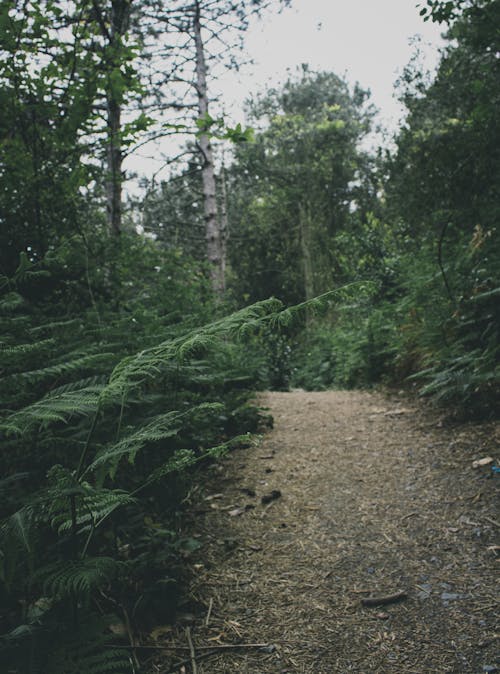 Green Ferns and Pathway