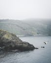 雾气缭绕的伊斯坦布尔沿海悬崖边，一只海鸥正滑过海面，捕捉着大自然的宁静