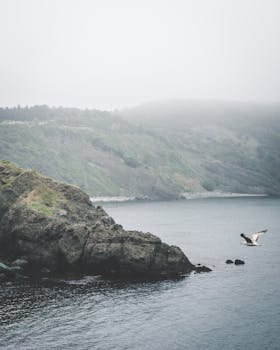 雾气缭绕的伊斯坦布尔沿海悬崖边，一只海鸥正滑过海面，捕捉着大自然的宁静