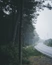 一条雾蒙蒙的道路蜿蜒穿过伊斯坦布尔附近的森林，提供宁静的旅行体验