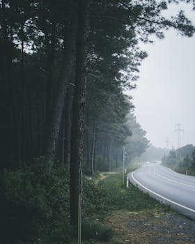 一条雾蒙蒙的道路蜿蜒穿过伊斯坦布尔附近的森林，提供宁静的旅行体验