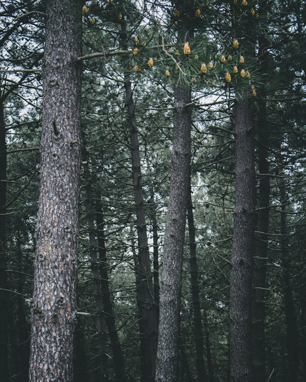 Fotografia Di Paesaggio Di Alberi A Foglia Verde