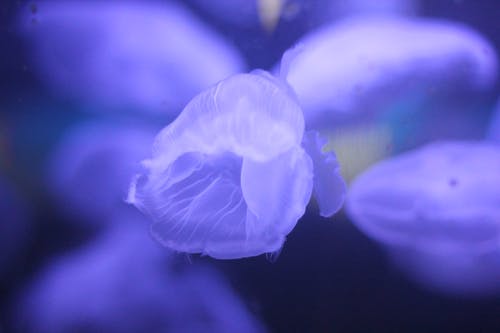 Darmowe zdjęcie z galerii z akwarium, fioletowy, woda