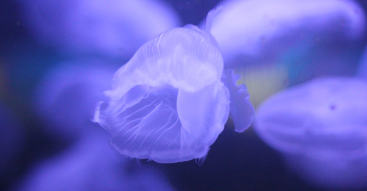 Free stock photo of aquarium, jellyfish, jellyfishes