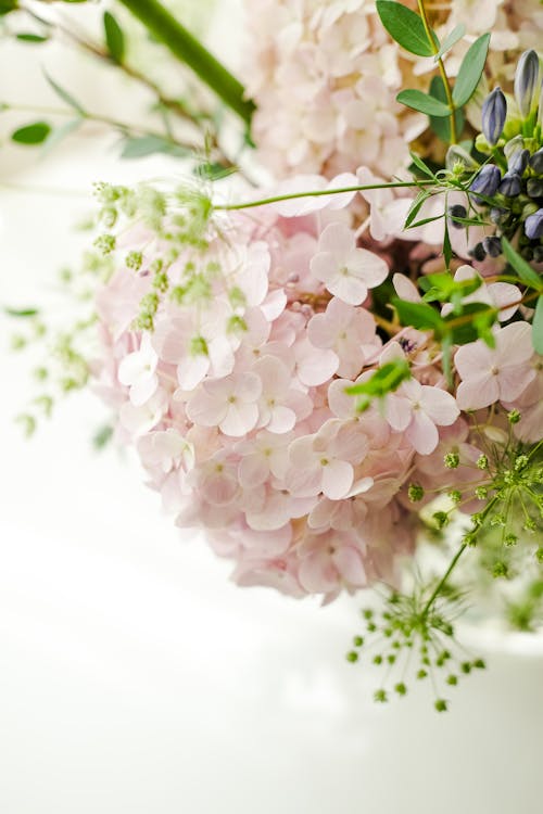あじさい, ピンクの花, 咲くの無料の写真素材