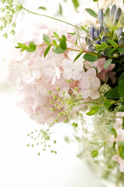Kostnadsfri bild av blomning, fjäder, hortensia
