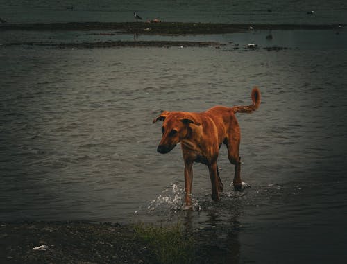 Kostnadsfri bild av #hund #foto, äventyr, bästa vän