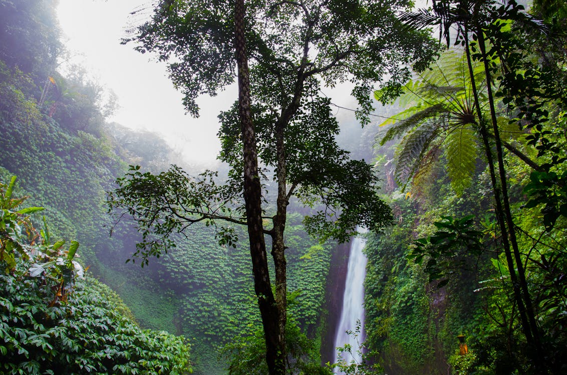 Kostnadsfri bild av amazonas regnskog, djungel, djungel tapet
