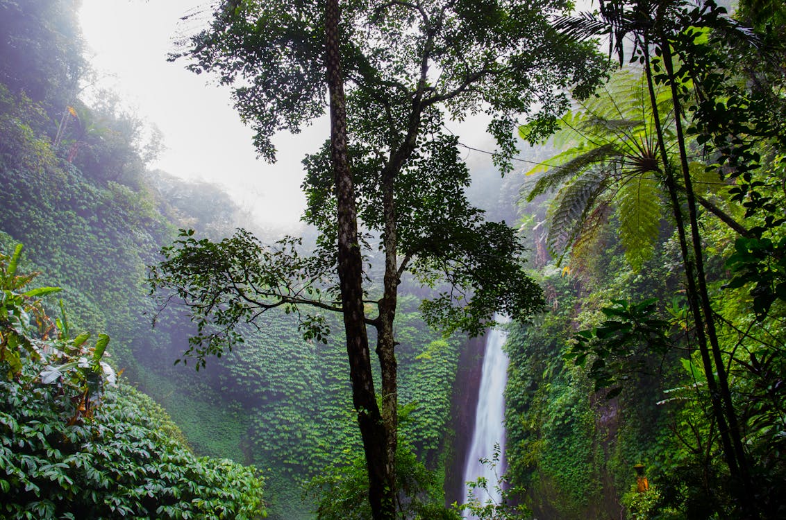 Green Leafed Trees Near Waterfalls