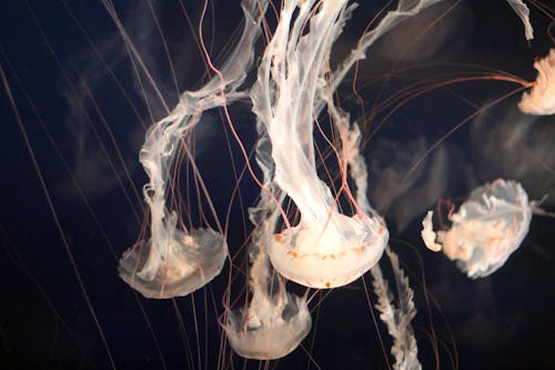 Белые медузы плывут вниз крупным планом