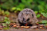 一只可爱的刺猬正在落叶满地的秋色中觅食