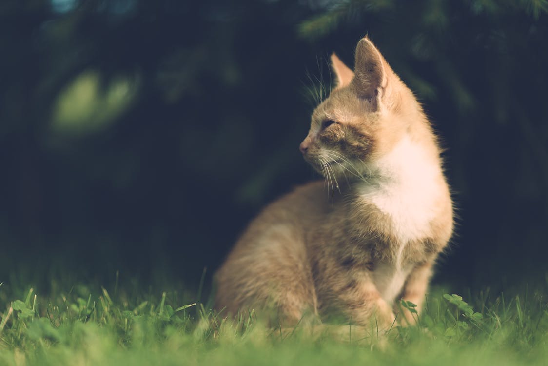 免费 坐在草地上的橙色猫的选择性聚焦摄影 素材图片