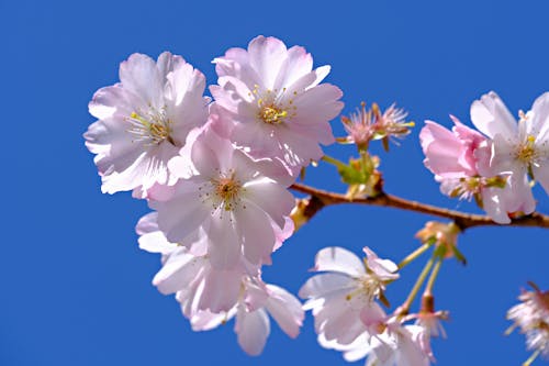 チェリー, ピンクの花, 咲くの無料の写真素材
