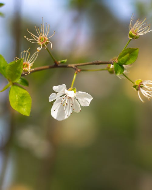 Gratis arkivbilde med sring, vår