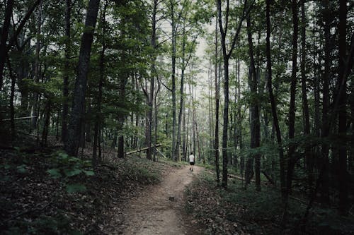 A trail in the woods with trees and grass