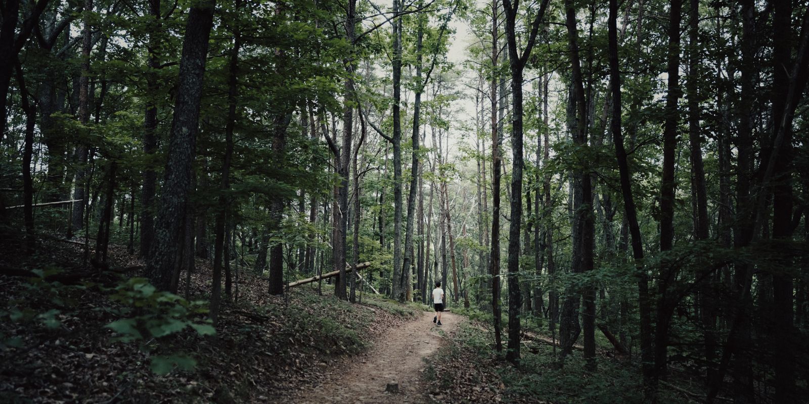 Forest path through the Appalachian mountains