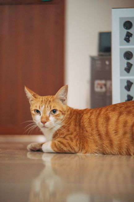 Fotomural Acercamiento de un gato doméstico atigrado en el interior, mostrando su llamativo pelaje naranja y expresión alerta.