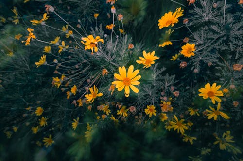 Fotobanka s bezplatnými fotkami na tému kvetinový záhon, kvety, náklon