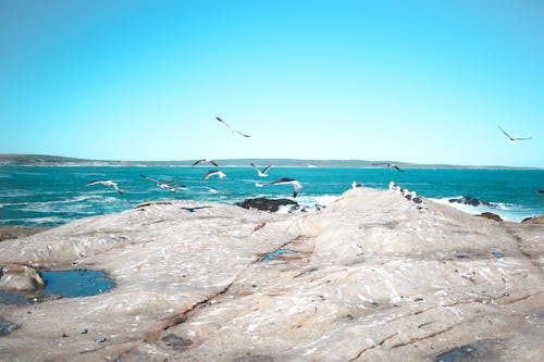 Foto profissional grátis de beira mar, gaivotas, grande-angular