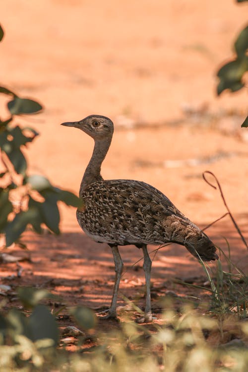 Kostenloses Stock Foto zu lophotis, natur, selektiven fokus