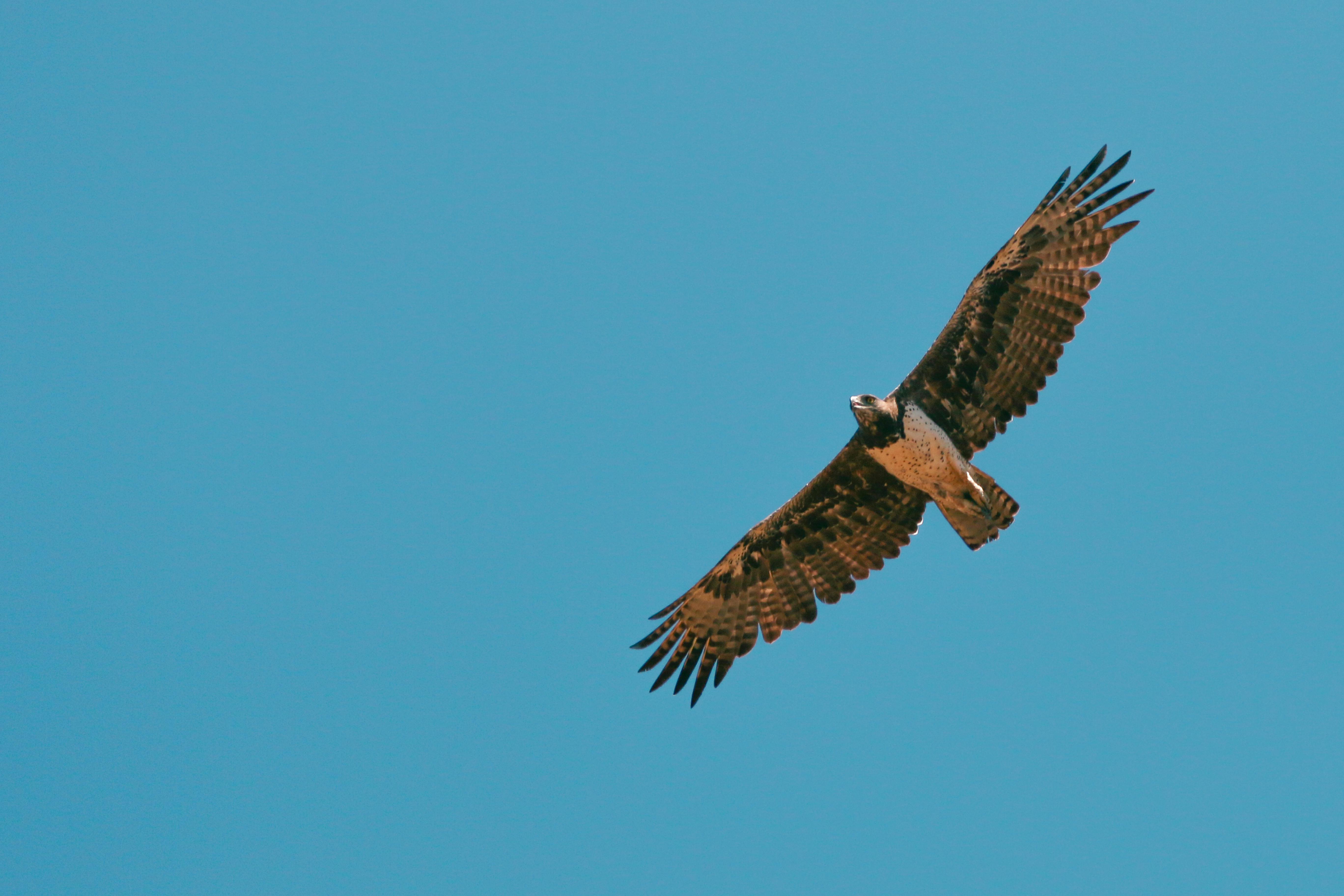 免費 動物, 動物攝影, 壯觀 的 免費圖庫相片 圖庫相片