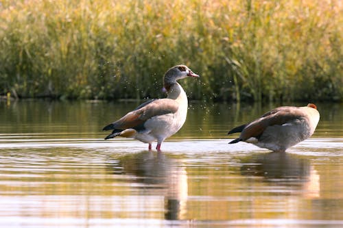 Egyptian Goose have a bath in a river