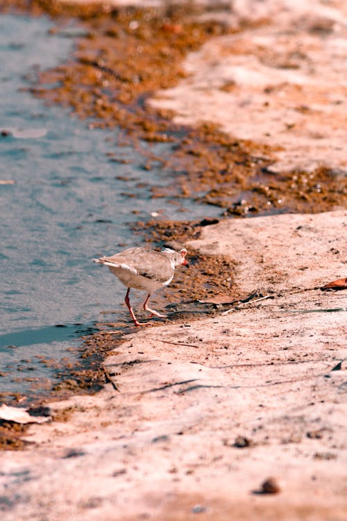 Foto profissional grátis de ave, beira mar, fotografia da vida selvagem