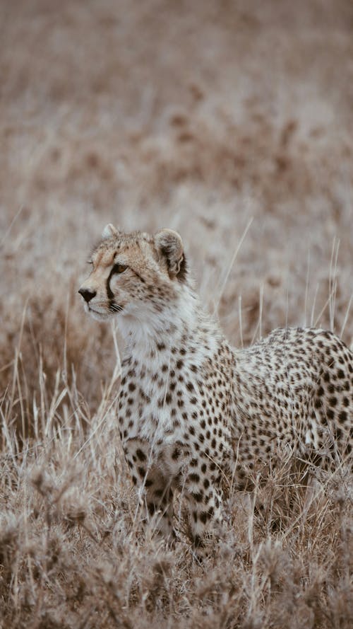 Základová fotografie zdarma na téma Afrika, barbarský, cheeta