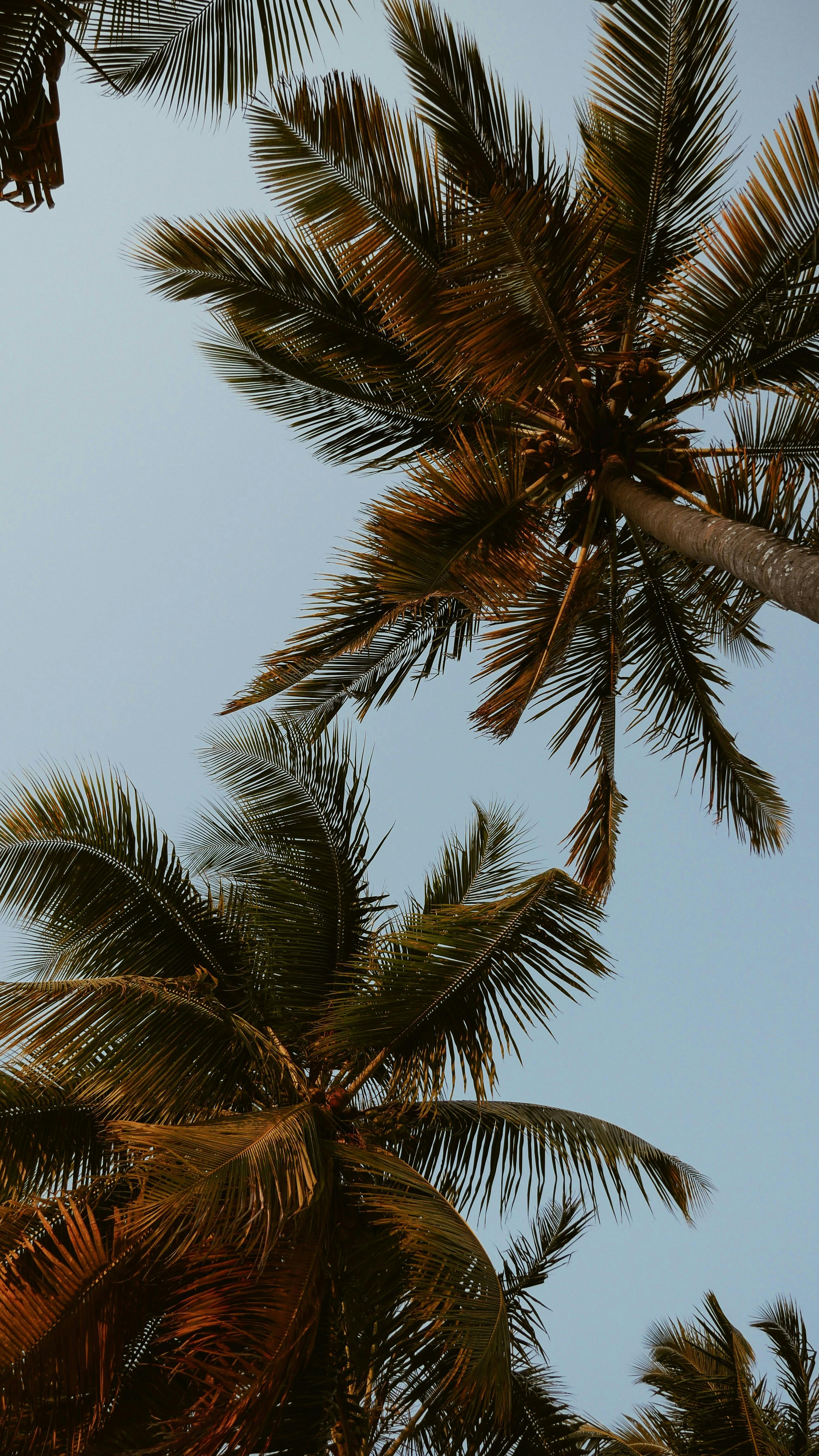 Looking up at palm trees against the clear sky in Sansibar, Tanzania.