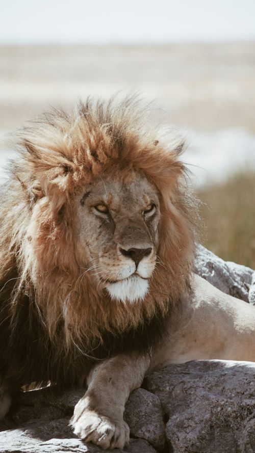 Free A regal lion rests on rocks in the savannah of Tanzania, showcasing its majestic mane. Stock Photo