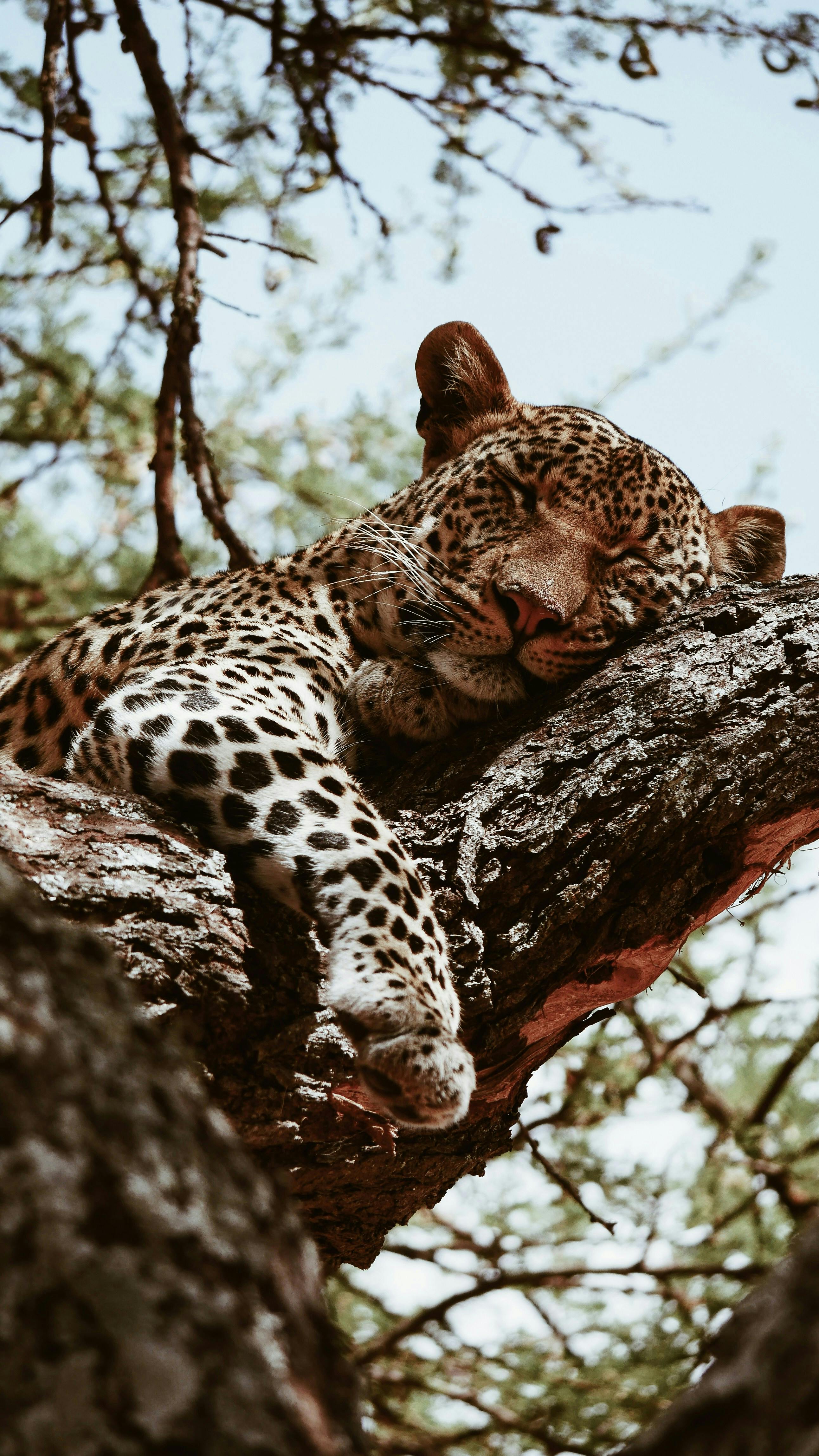 A serene leopard resting on a tree in Tanzania's wilderness, capturing the essence of African wildlife.