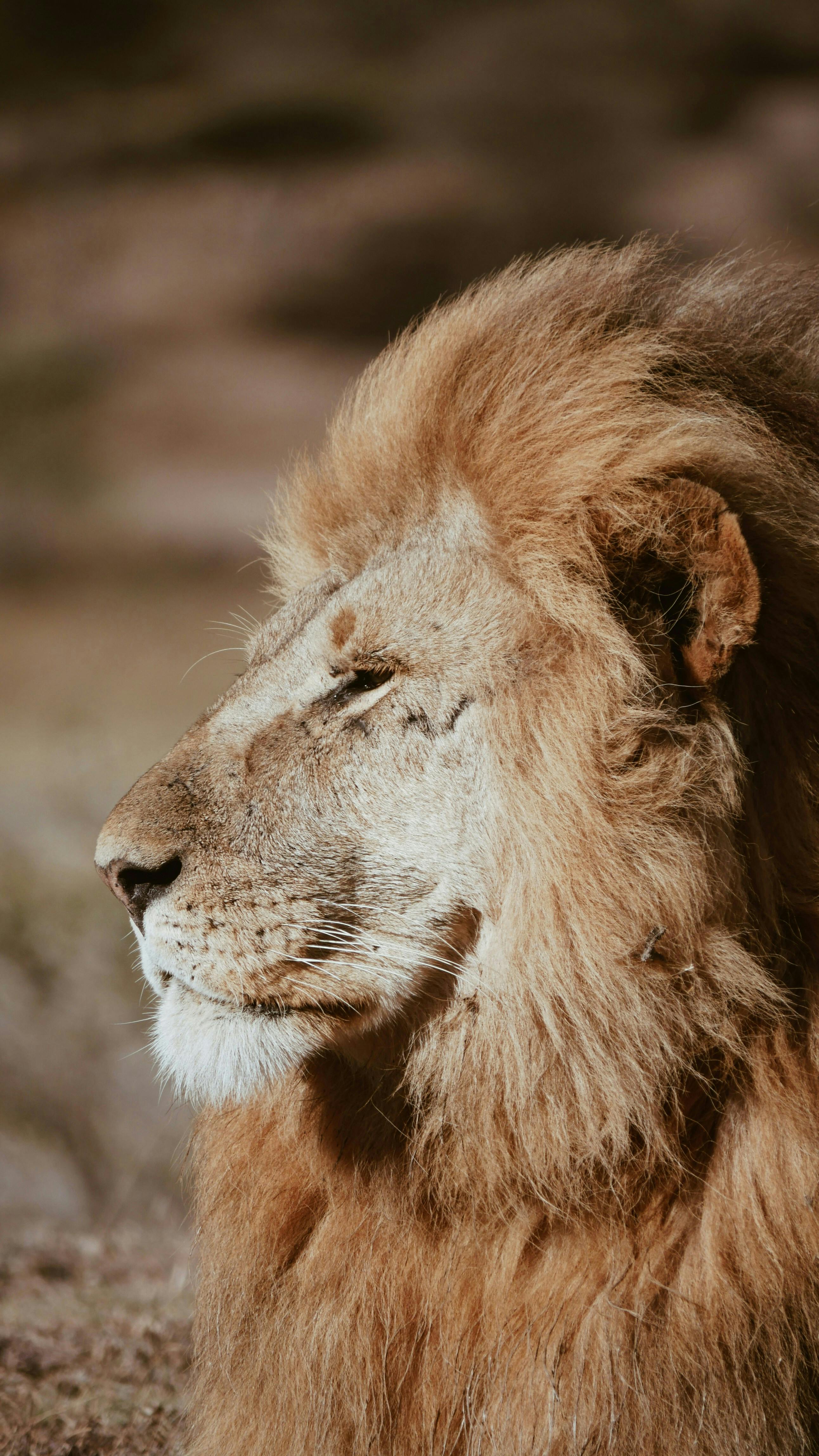 Close-up portrait of a lion in Tanzania's wilderness, showcasing its majestic mane and wise expression.