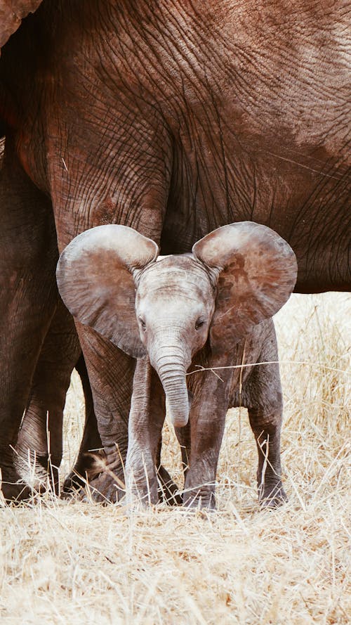 A baby elephant