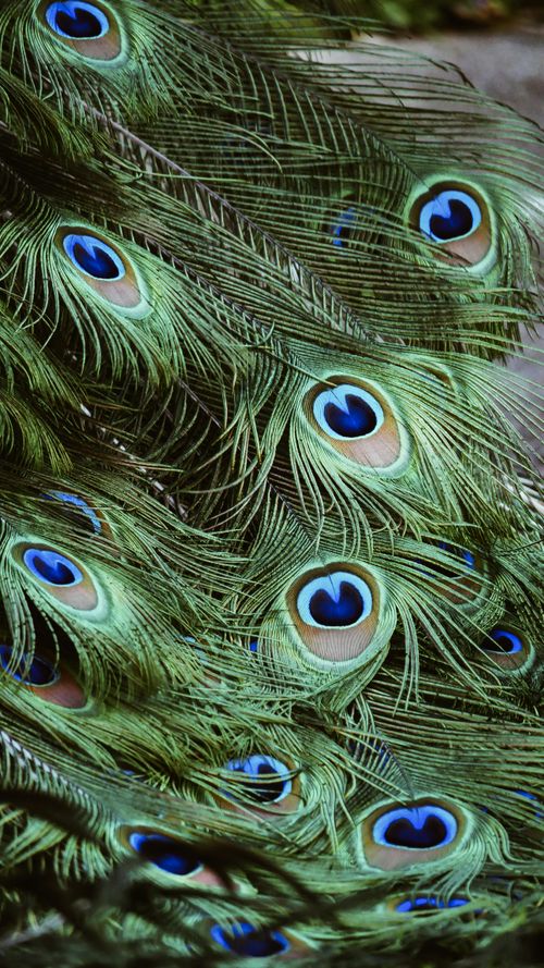 Free Detailed close-up of vibrant peacock feathers captured in Stuttgart, Germany. Stock Photo