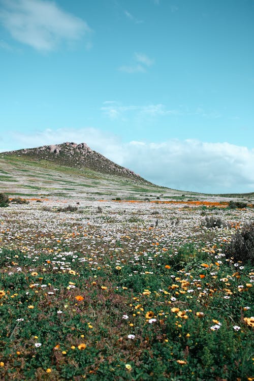 Immagine gratuita di bellezza, cielo azzurro, collina