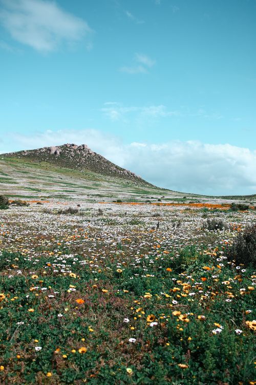 Free A scenic landscape of a blooming meadow with colorful wildflowers under a clear blue sky. Stock Photo