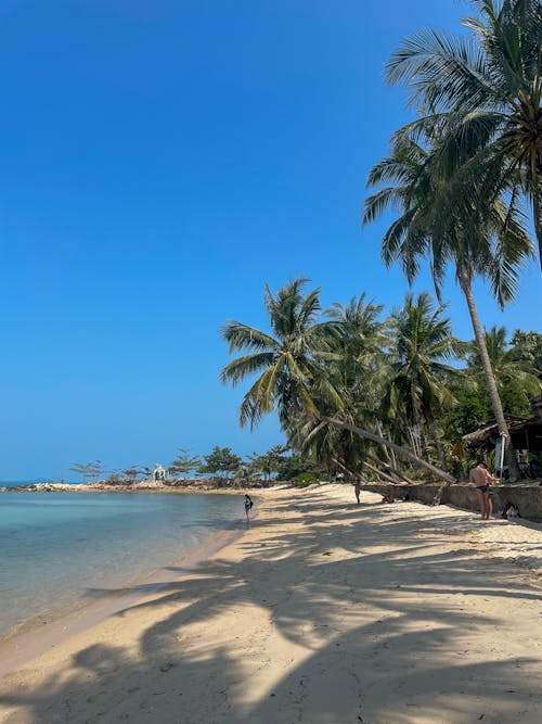 A beach with palm trees and blue water