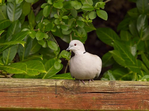 Eurasian collared dove sitting on a fence.