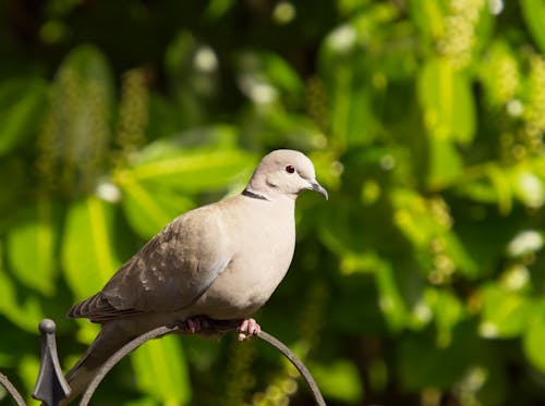 Eurasian collared dove perched on a bird feeder.
