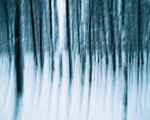 Immagine gratuita di alberi eterei, alberi trascendenti, astratto del bosco
