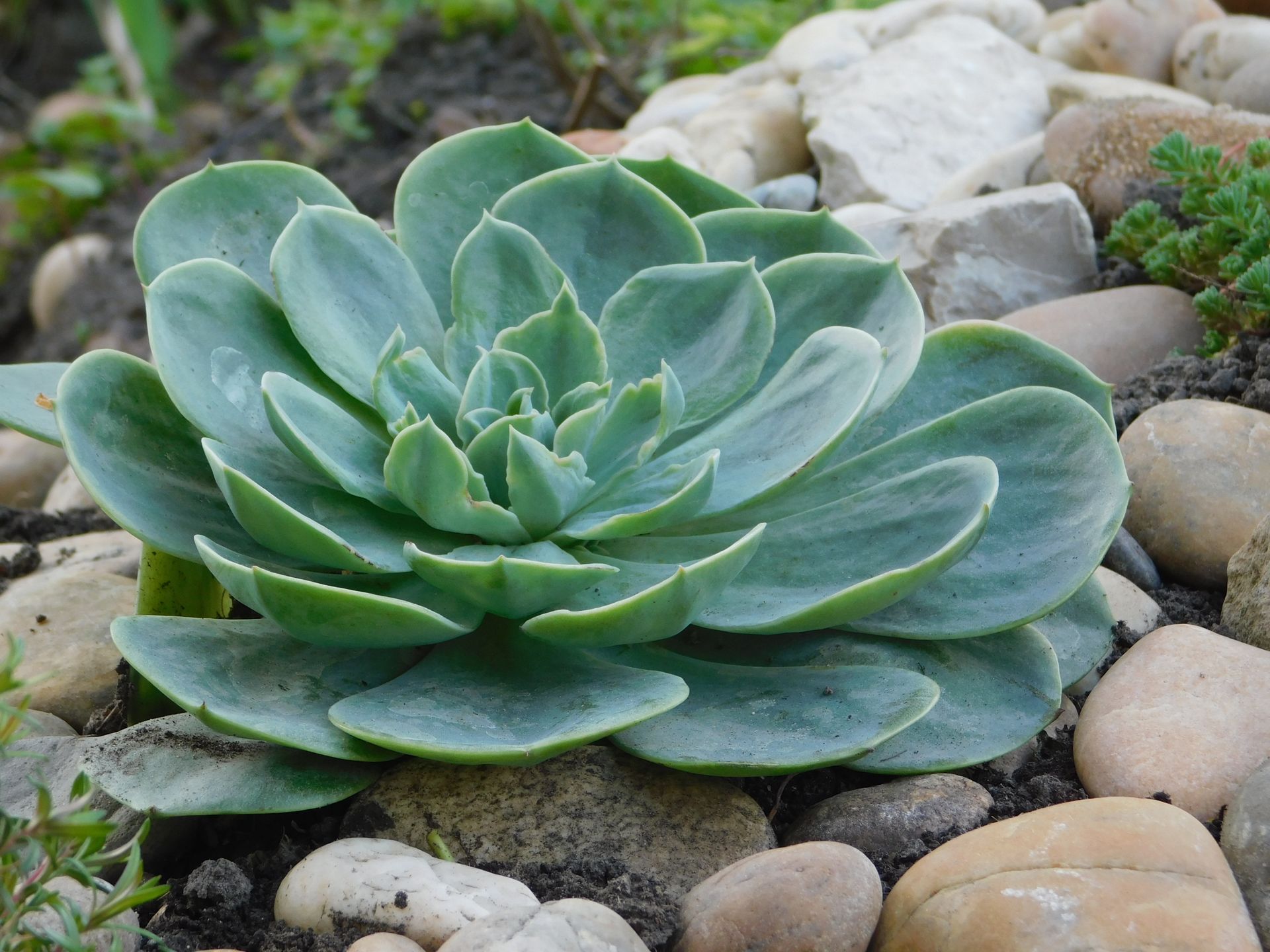 Close-up of Echeveria Succulent Growing in a Garden