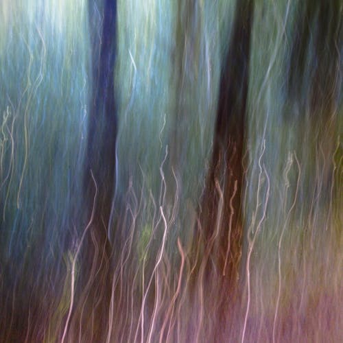 Abstract photograph of trees in the woods