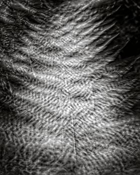 Detailed black and white texture of fern leaves showcasing natural patterns.