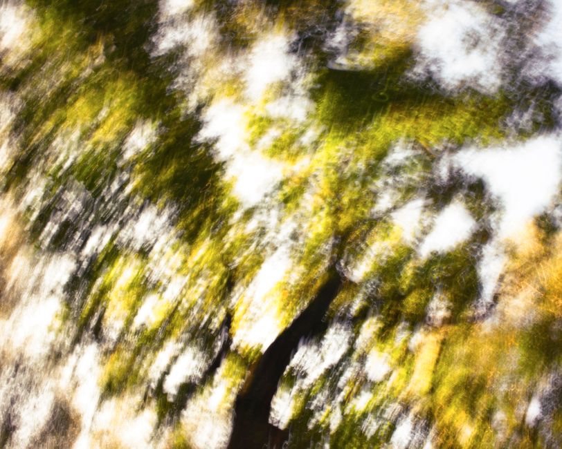 Abstract image of a sunlit tree canopy with swirling light and shadow effects.